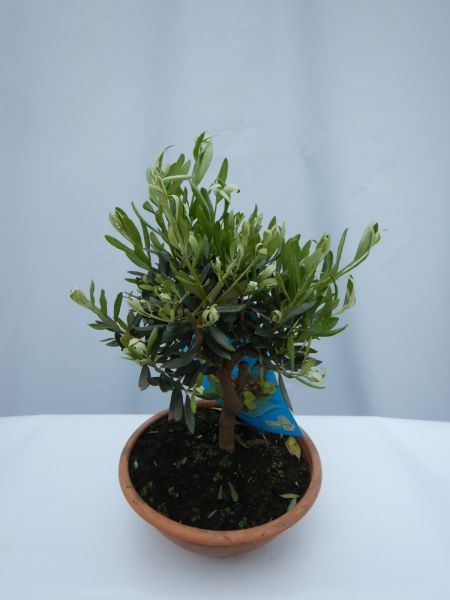 OLEA EUROPAEA TERRINE