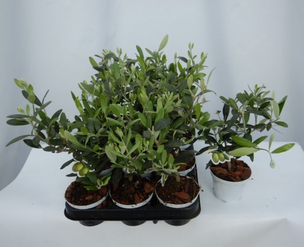 OLEA EUROPAEA MINI