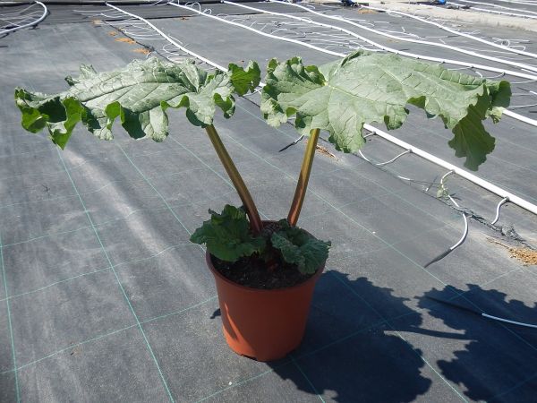 RHUBARBE