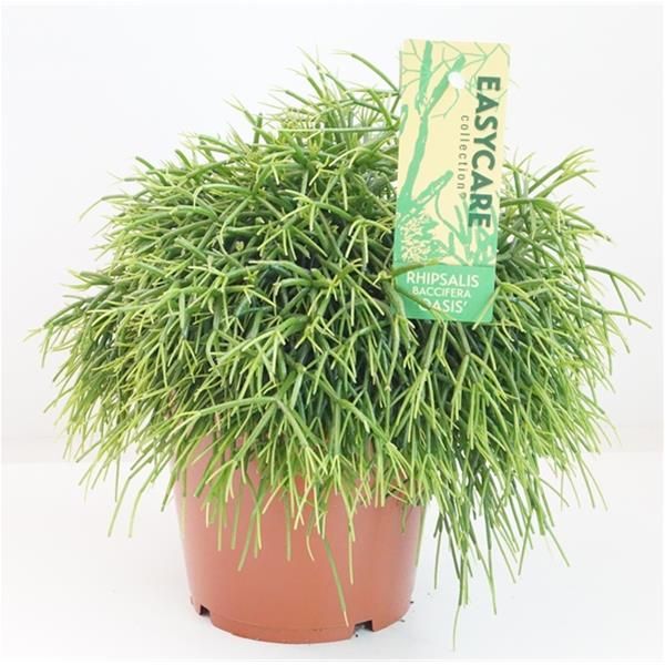 RHIPSALIS BACCIFERA OASIS