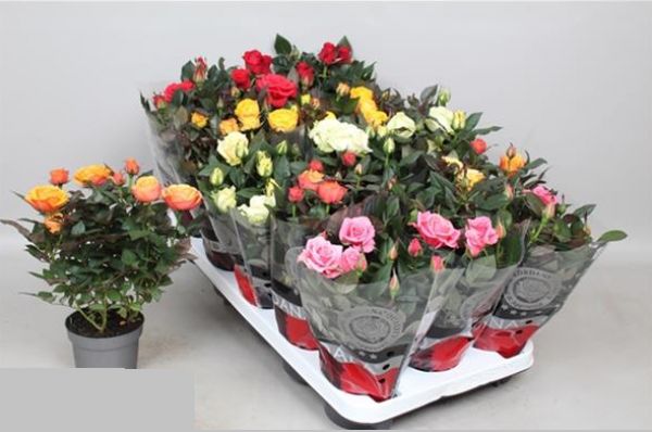 ROSIER KORDANA GRANDE
