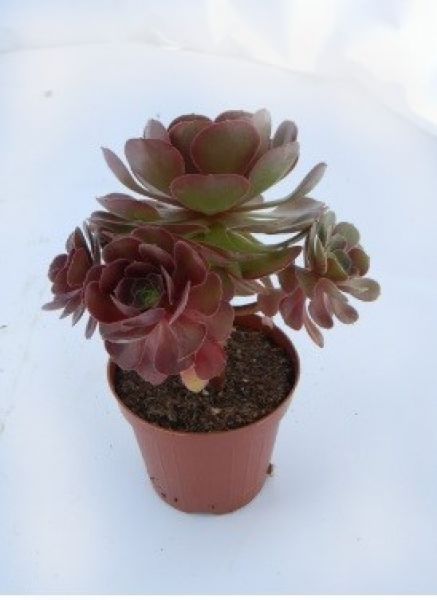 AEONIUM ARBOREUM BLACK