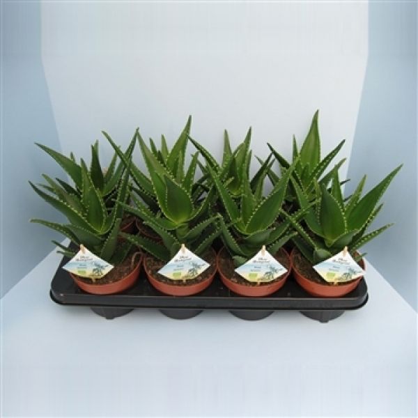 ALOE DELEATII