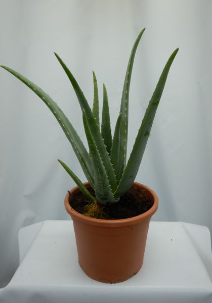 ALOE VERA