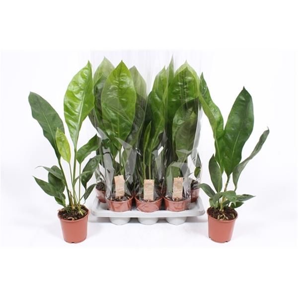 ANTHURIUM JUNGLE KING