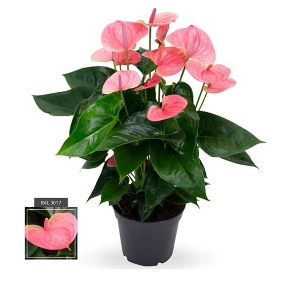 ANTHURIUM PANDOLA