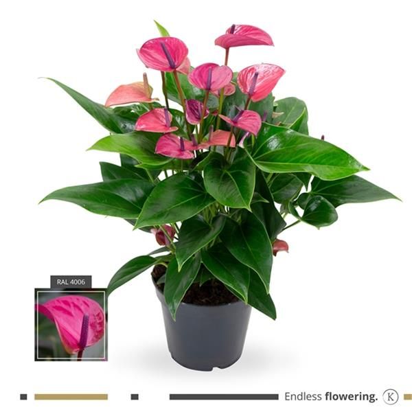ANTHURIUM VIOLET
