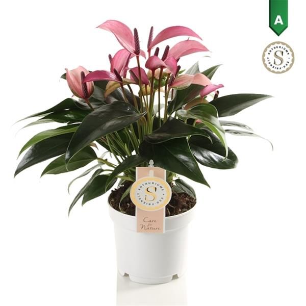ANTHURIUM ZIZOU