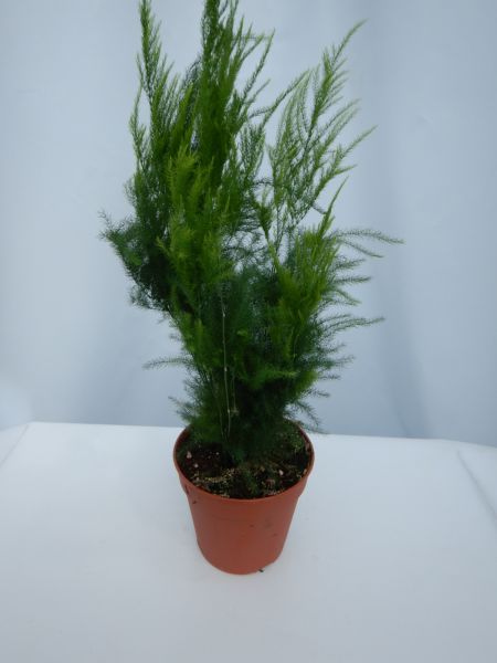 ASPARAGUS PYRAMIDALIS