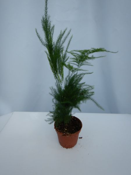 ASPARAGUS PYRAMIDALIS