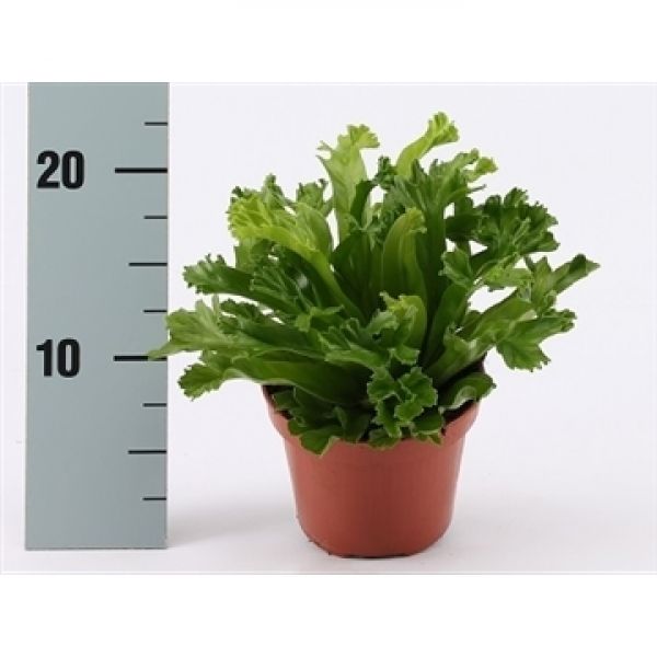 ASPLENIUM LESLY