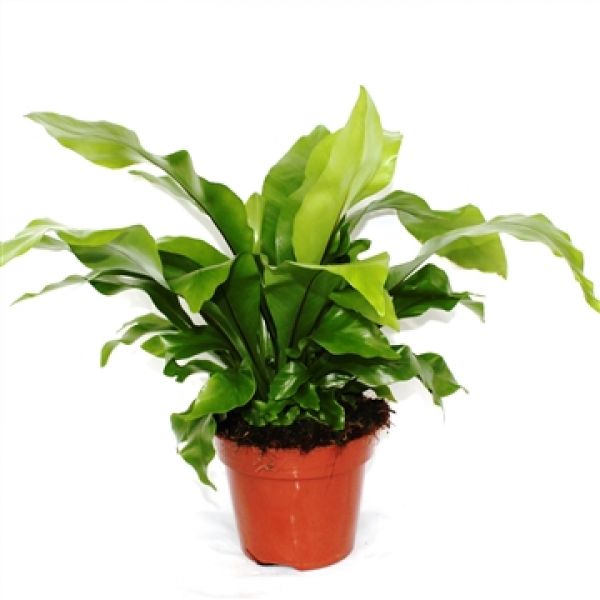ASPLENIUM NIDUS