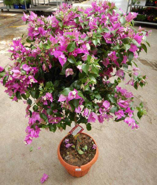BOUGAINVILLEA ALEXANDRA