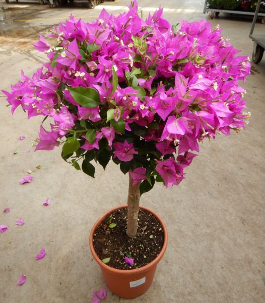 BOUGAINVILLEA ALEXANDRA