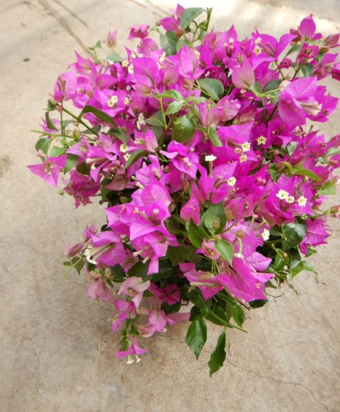 BOUGAINVILLEA TOUFFE