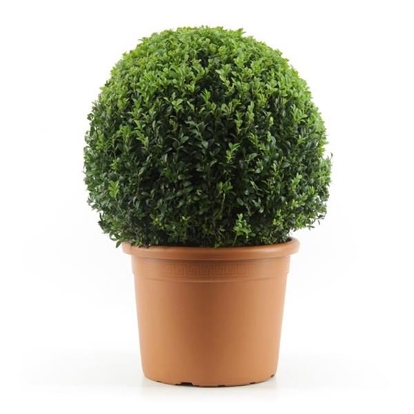 BUXUS SEMP. BOULE