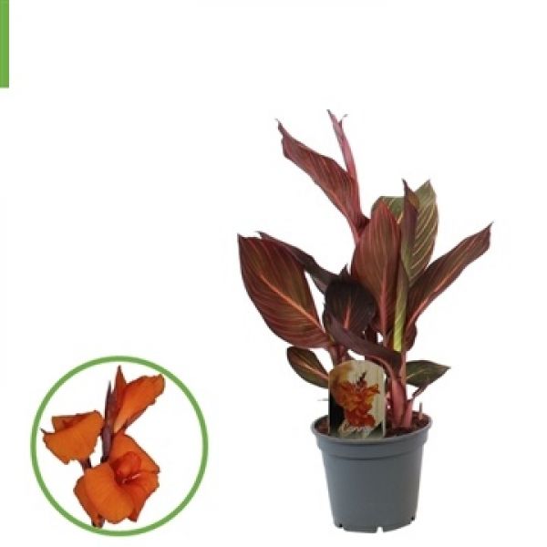 CANNA DURBAN