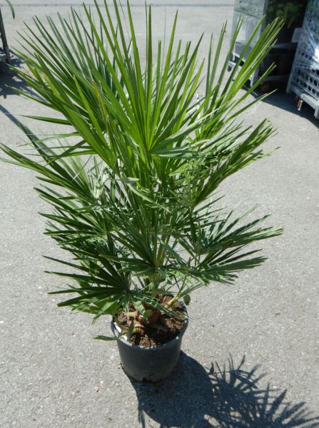 CHAMAEROPS HUMILIS