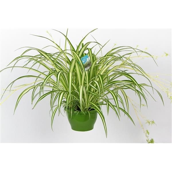 CHLOROPHYTUM COMOSUM