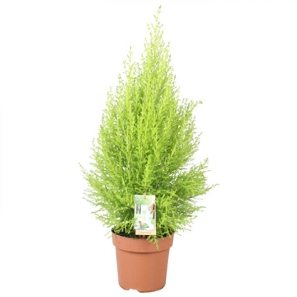 CUPRESSUS GOLDCREST WILMA
