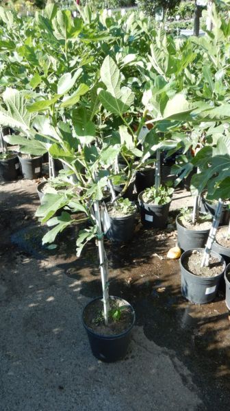 FICUS CARICA TIGE