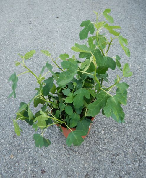 FICUS CARICA TOUFFE