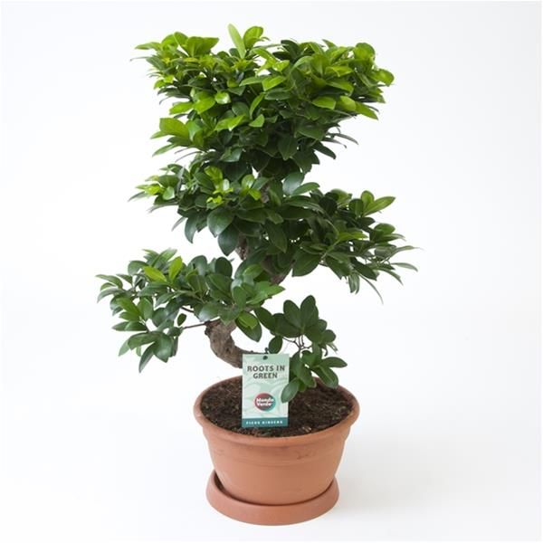 FICUS MICROCARPA GINSENG