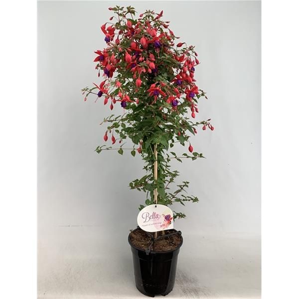 FUCHSIA TIGE