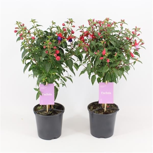 FUCHSIA TIGE