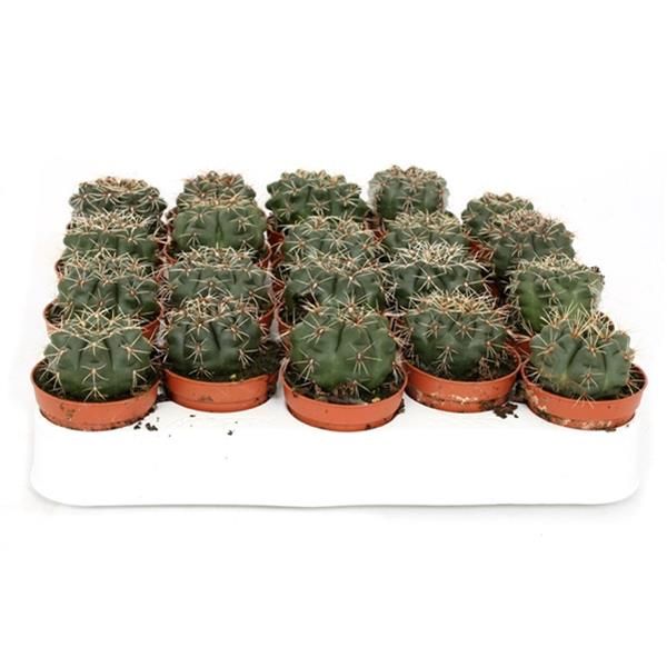 GYMNOCALYCIUM BALDIANUM
