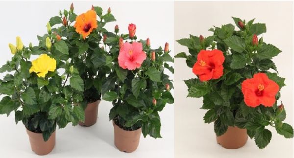 HIBISCUS ROSA-SINENSIS