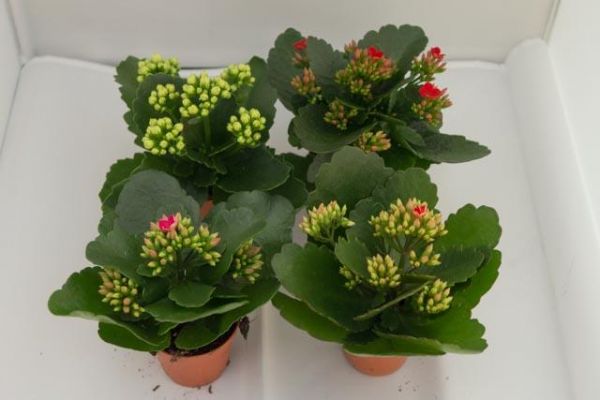 KALANCHOE MINI MIX