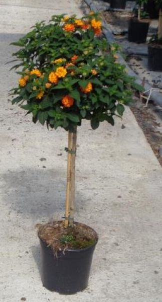 LANTANA CAMARA TIGE