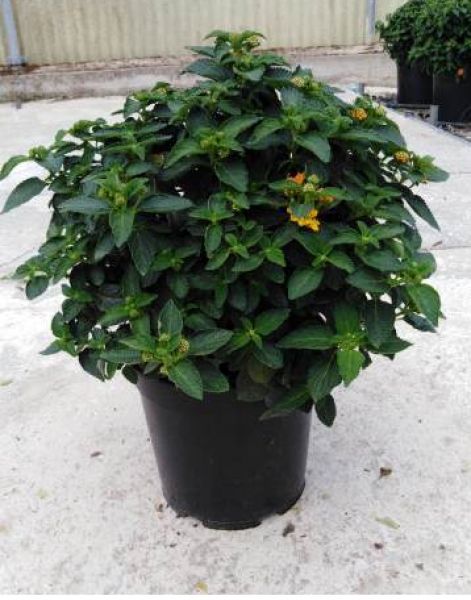 LANTANA CAMARA TOUFFE