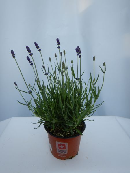 LAVANDULA HIDCOTE