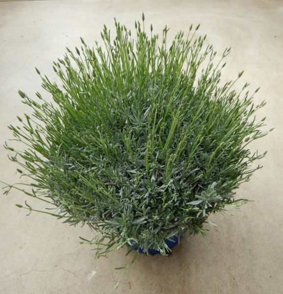 LAVANDULA LAVANDINO