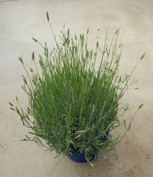 LAVANDULA LAVANDINO