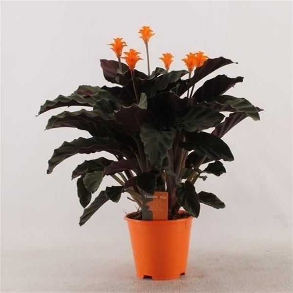CALATHEA CROCATA