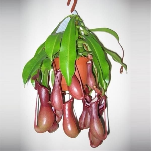 NEPENTHES ALATA