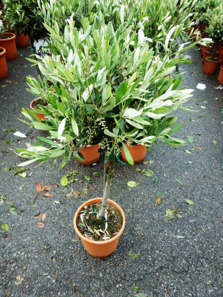 OLEA EUROPAEA TIGE
