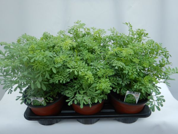 RUTA GRAVEOLENS