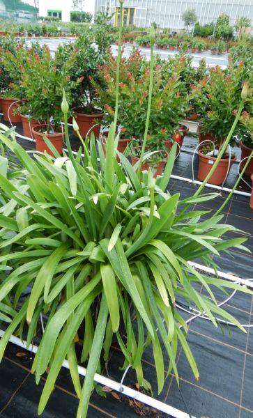 AGAPANTHUS BIG