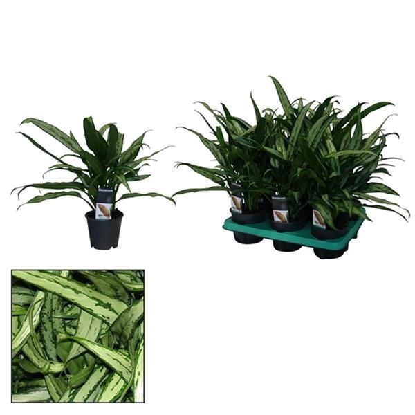 AGLAONEMA CUTLASS
