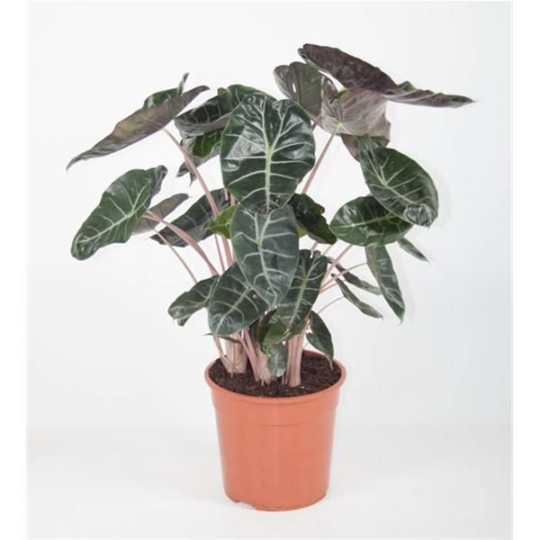 ALOCASIA PINK DRAGON