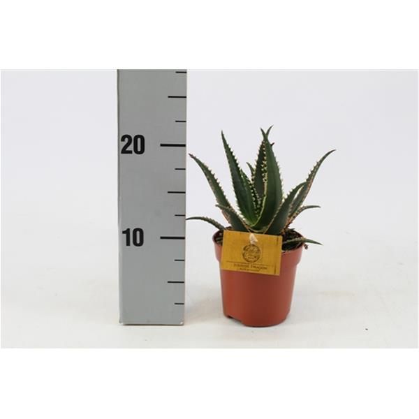 ALOE ACULEATA