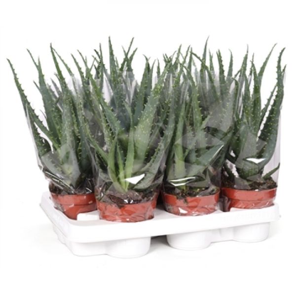 ALOE ARBORESCENS