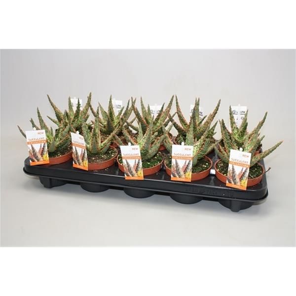 ALOE DANNYZ
