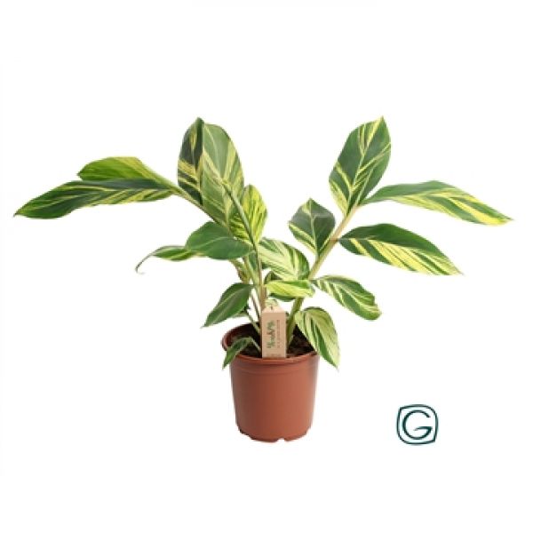ALPINIA ZERUMBET