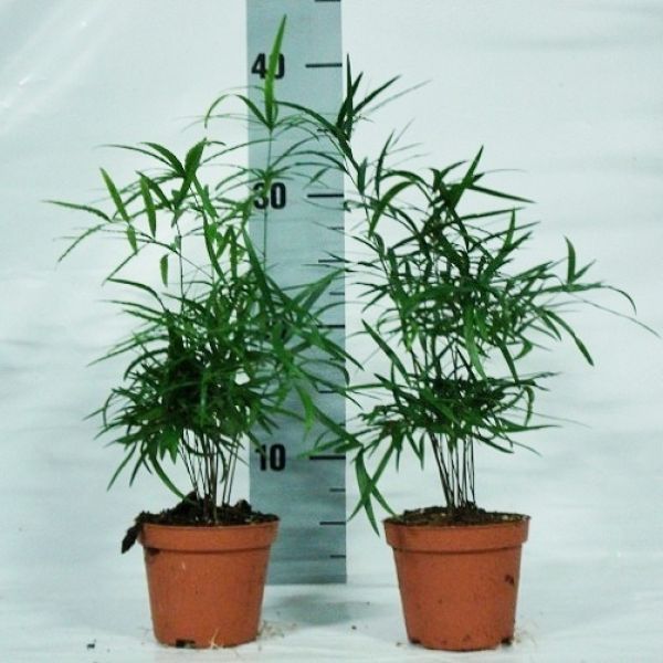 ASPARAGUS FALCATUS