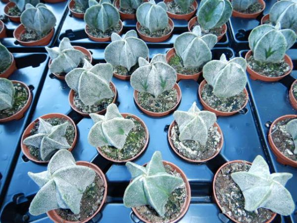 ASTROPHYTYM MYRIOSTIGMA